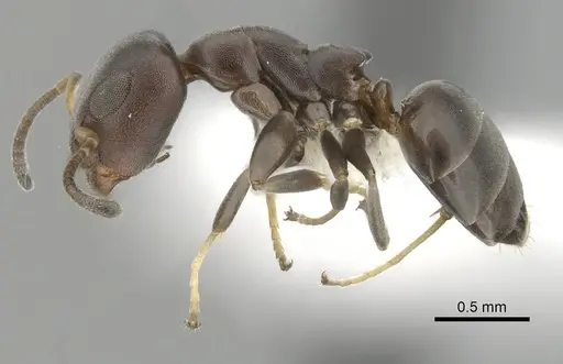 Turneria bidentata - CASENT0249808