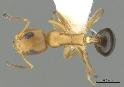 Turneria bidentata - CASENT0249809