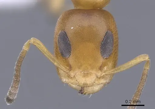 Turneria bidentata - CASENT0249809