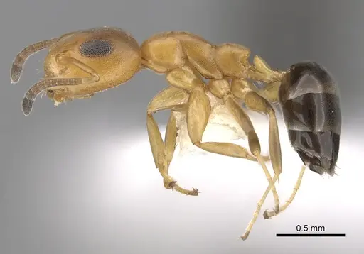 Turneria bidentata - CASENT0249809