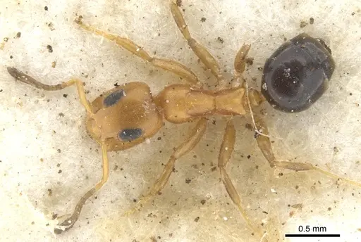 Turneria bidentata - CASENT0902927