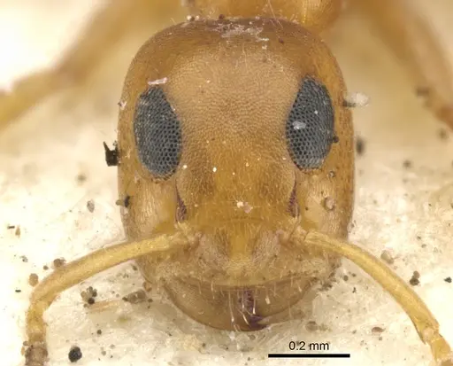 Turneria bidentata - CASENT0902927