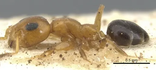 Turneria bidentata - CASENT0902927