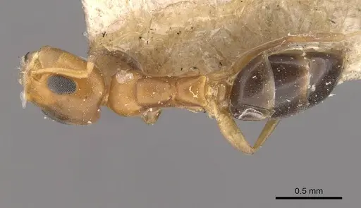 Turneria bidentata - CASENT0909498