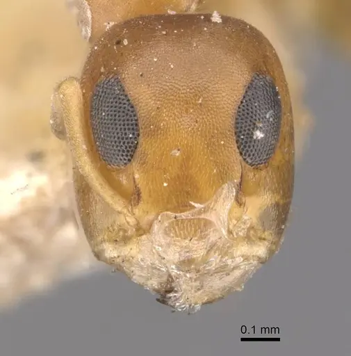 Turneria bidentata - CASENT0909498