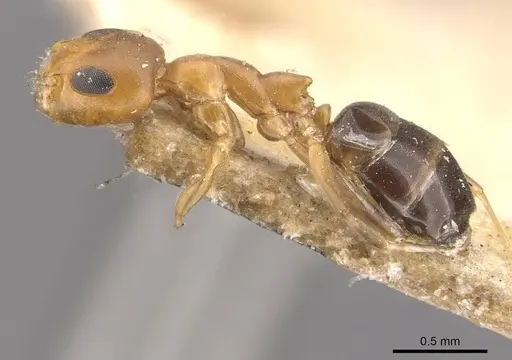 Turneria bidentata - CASENT0909498