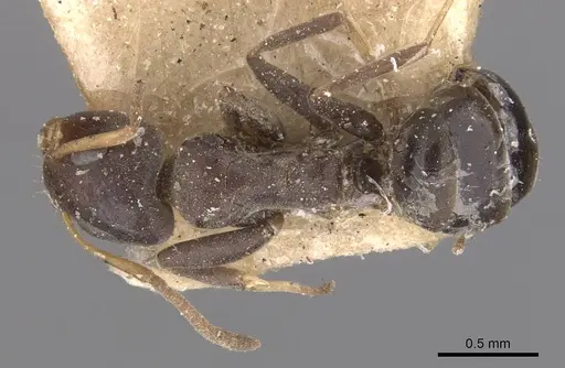 Turneria dahlii specimen