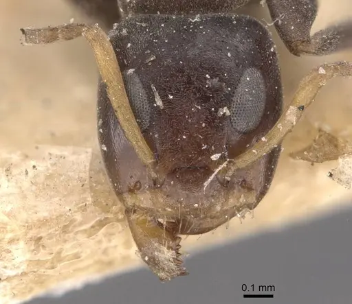 Turneria dahlii specimen