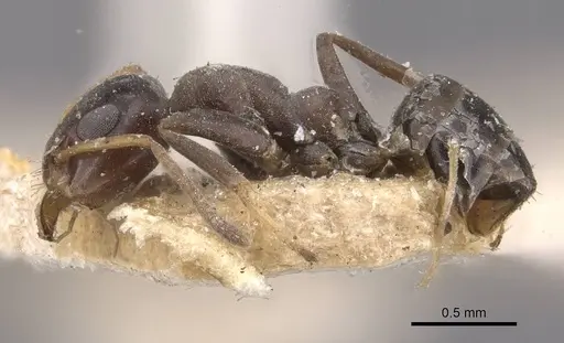 Turneria dahlii specimen