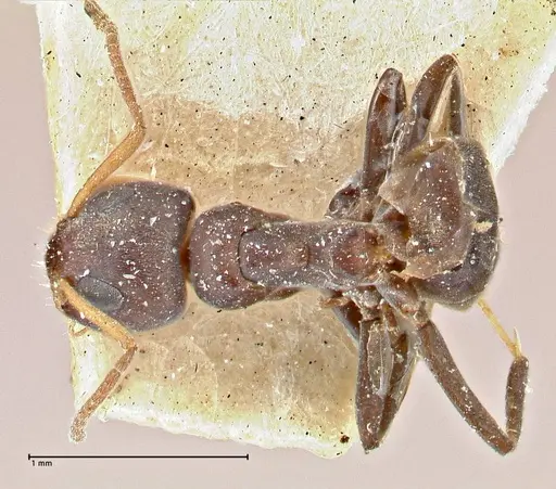 Turneria dahlii - FOCOL2790