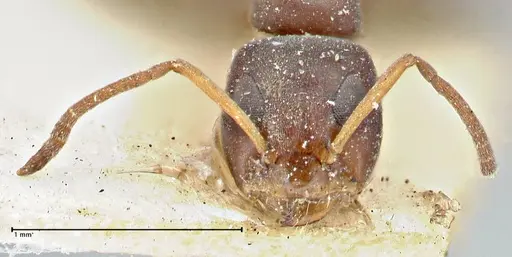 Turneria dahlii - FOCOL2790