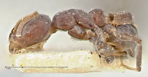 Turneria dahlii - FOCOL2790