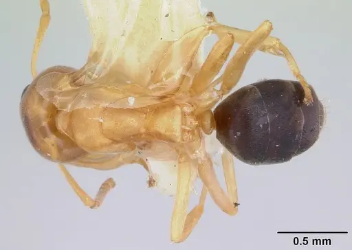 Turneria pacifica specimen