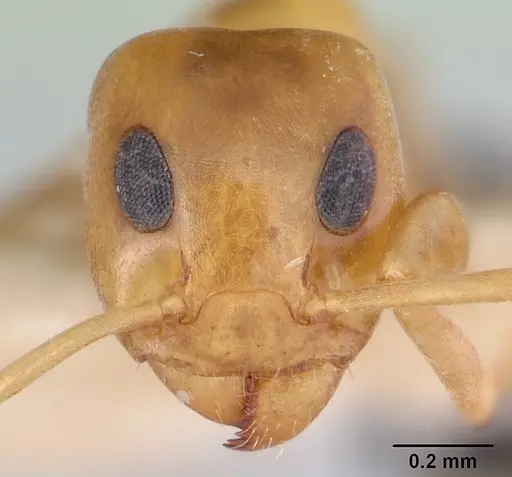 Turneria pacifica specimen