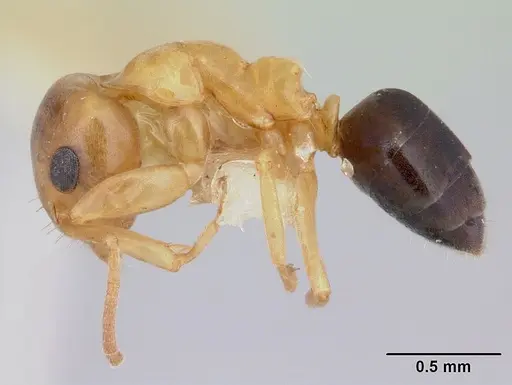 Turneria pacifica specimen