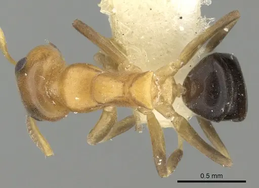 Turneria postomma specimen