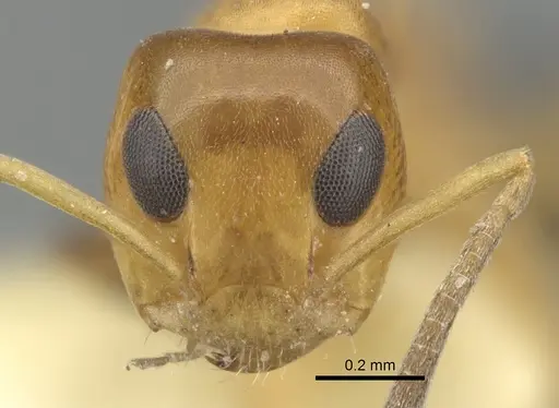 Turneria postomma specimen