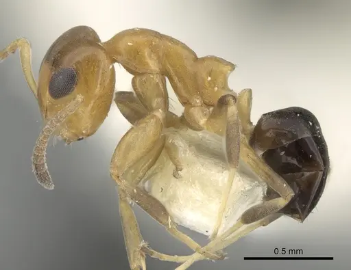 Turneria postomma specimen