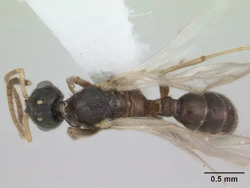Typhlomyrmex clavicornis specimen
