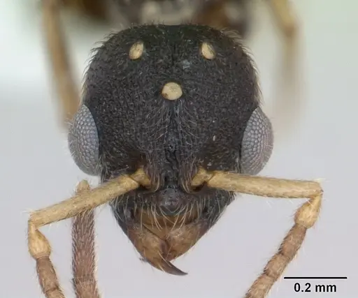 Typhlomyrmex clavicornis specimen