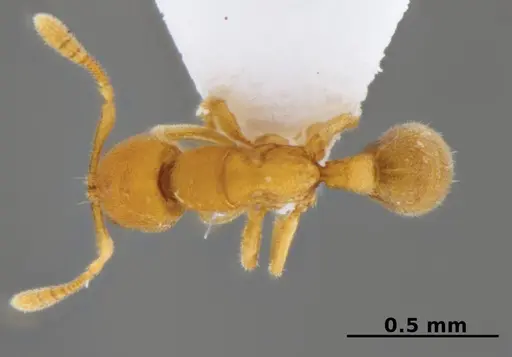 Typhlomyrmex encanto specimen
