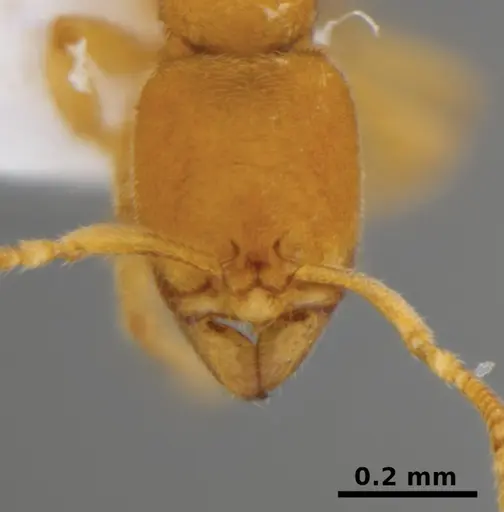 Typhlomyrmex encanto specimen