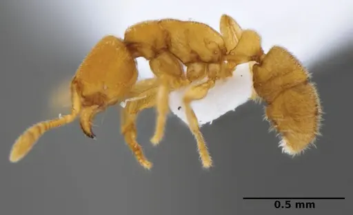 Typhlomyrmex encanto specimen
