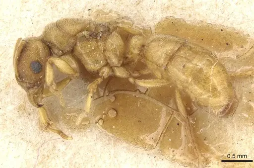 Typhlomyrmex foreli specimen