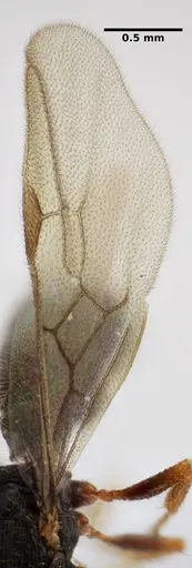 Typhlomyrmex lavra - ANTWEB1038091