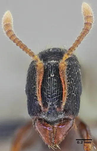 Typhlomyrmex lavra - ANTWEB1038091