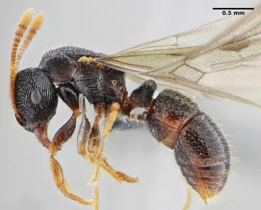 Typhlomyrmex lavra - ANTWEB1038091