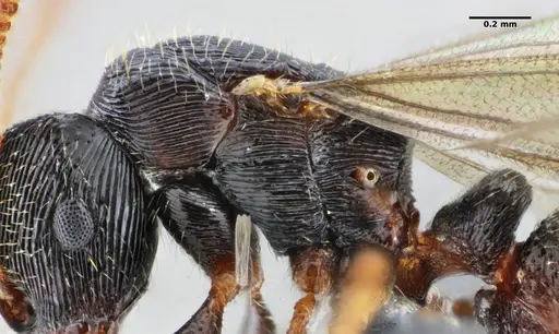 Typhlomyrmex lavra - ANTWEB1038091