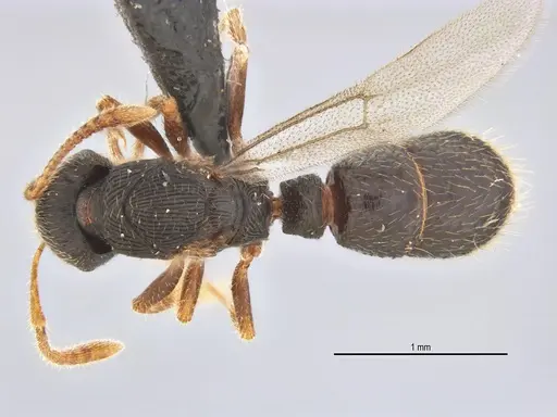 Typhlomyrmex lavra - ANTWEB1038092