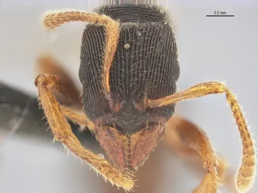 Typhlomyrmex lavra - ANTWEB1038092