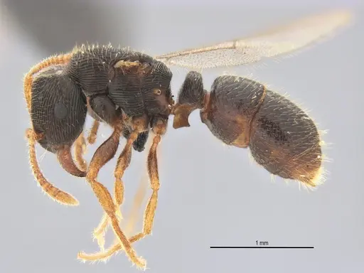Typhlomyrmex lavra - ANTWEB1038092