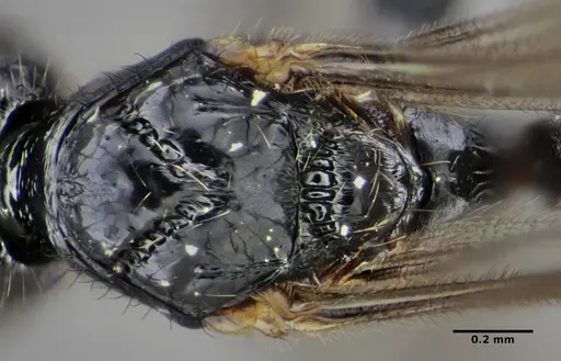 Typhlomyrmex lavra - ANTWEB1038118