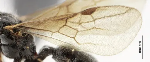 Typhlomyrmex lavra - ANTWEB1038118