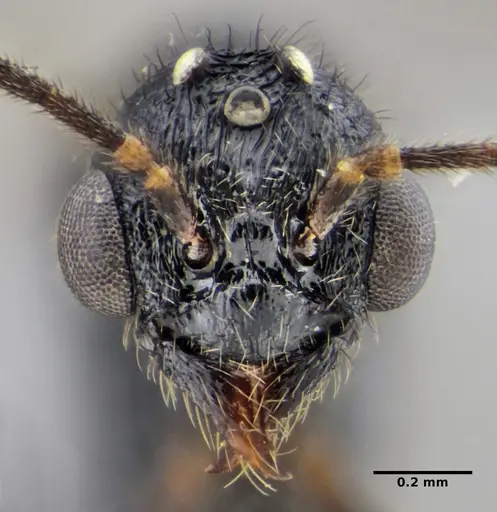 Typhlomyrmex lavra - ANTWEB1038118