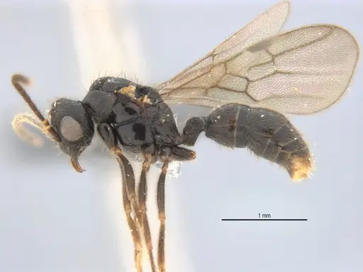 Typhlomyrmex lavra - ANTWEB1038118