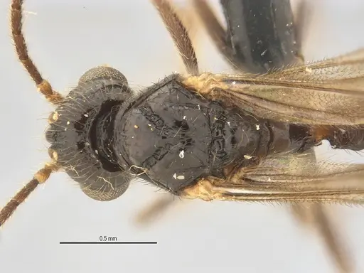 Typhlomyrmex lavra - ANTWEB1038154