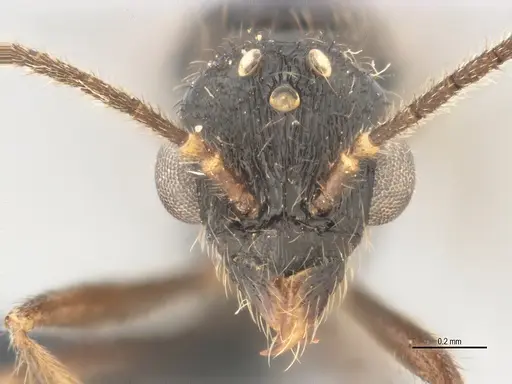 Typhlomyrmex lavra - ANTWEB1038154