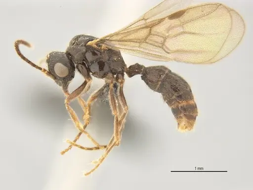 Typhlomyrmex lavra - ANTWEB1038154