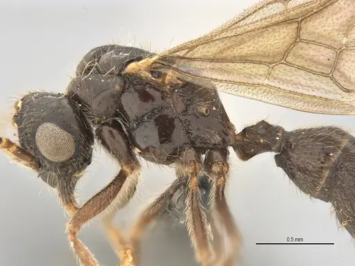 Typhlomyrmex lavra - ANTWEB1038154