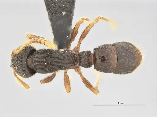 Typhlomyrmex lavra - UFV-LABECOL-005809