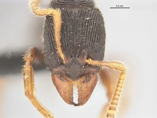 Typhlomyrmex lavra - UFV-LABECOL-005809