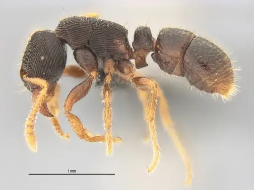 Typhlomyrmex lavra - UFV-LABECOL-005809