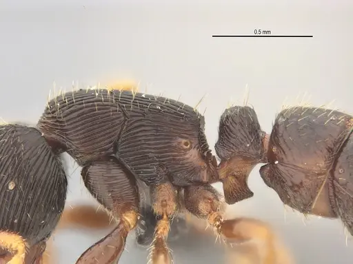 Typhlomyrmex lavra - UFV-LABECOL-005809