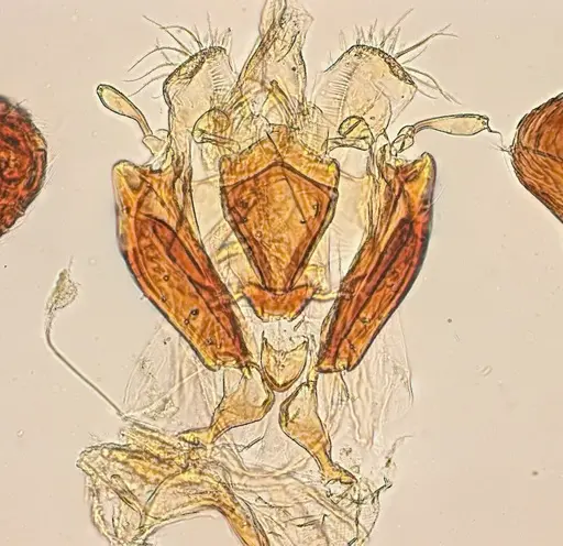 Typhlomyrmex lavra - UFV-LABECOL-009965