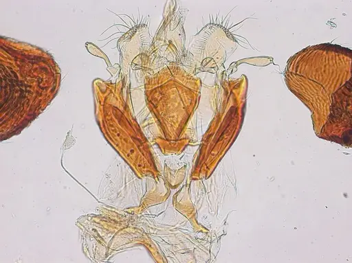 Typhlomyrmex lavra - UFV-LABECOL-009965