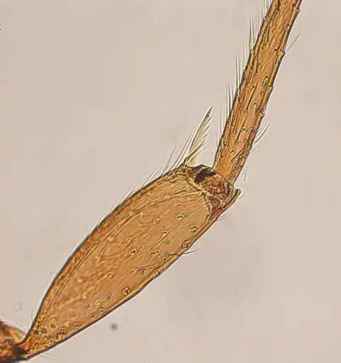 Typhlomyrmex lavra - UFV-LABECOL-009965
